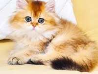 A KALİTE ORJİNAL BRİTİSH GOLDEN LONGHAİR DİŞİ YAVRUM