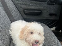 KÜÇÜK MALTİPOO KIZIMIZI SAHİPLENDİRİYORUZ