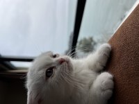 Yavru scottish fold kedisi