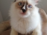 Ragdoll Erkek Kedim