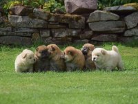 Ayı surat chow chow yavrular renk renk