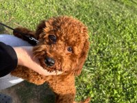 Toy Poodle 8 Aylık Dişi