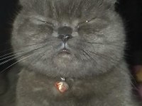 3 Yasındaki British Shorthair Kedimiz Sahiplendirilecektir