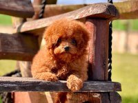 Eğitilebilir Toy Poodle Yavruları İle Evinize Neşe Katın