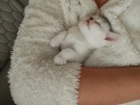 British Shorthair Yavrular