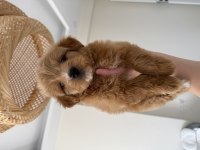 party color maltipoo