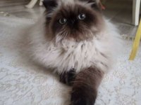 İran himayalan yetişkin kedi