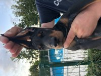 Şampiyon doberman yavruları