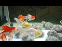 Pasifik PetShop dan XXL ORANDO JAPONLAR