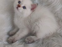 MAVİŞ GÖZLÜ KALİTE BRİTİSH SHORTHAİR YAVRULARI