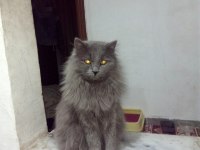 British Shorthair Kedisi Sahiplendirme