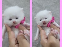 Bilgi Özelden Verilecek British Shorthair