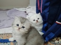 Pofuduk British Longhair PAŞALAR