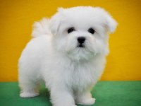 Petmode köpek çiftliğinden tea cup kore kan maltese