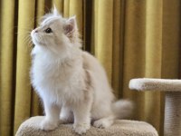 Krem rengi british longhair yakışıklım