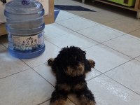 ÖZEL RENK 9 AYLIK DİŞİ TOY POODLE