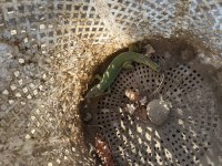 Lacerta trilineata
