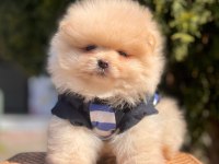 Yavru pomeranian köpeğimiz mersin