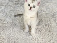 Çok Oyuncu British Shorthair Yavrumuz