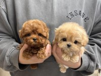 ÜST KALİTE MALTİPOO BEBEKLERİMİZ