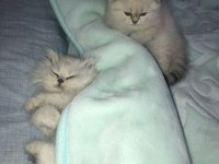 Kadi dünyası british shorthair