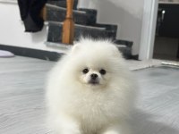 6 Aylık Erkek Pomeranian Boo Köpeği