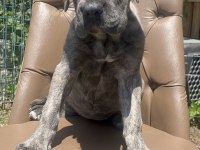 Cane corso köpeğimiz