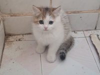 Kedimiz İçin Açıklamayı Okumadan Yazmayın