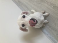 Yavru jack russell terrier