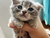 Scottish Fold Erkek British Shorthair Dişi Yavrular