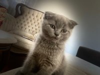 Scottish fold kedimizin yavruları
