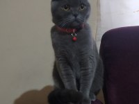 Eğitimli scottish fold kedisi