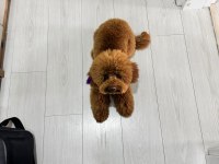 Dişi poodle köpeğimiz