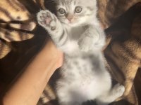 Çok sevimli oyuncu sağlıklı dişi british shorthair bebeğimiz