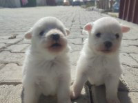Pomeranian Spitz Köpeğimiz