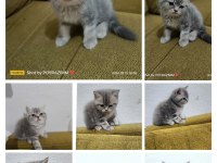 2 Aylık Orjinal British Shorthair