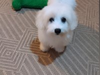 Acil maltese terrier 4 aylık