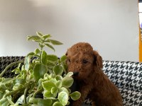 Mocha tadında poodle yavrularım