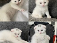 2 aylık scottish fold yavrular yeni yuvalarına gitmeye hazır