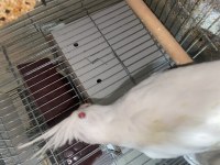 Albino mutasyonu sultan papağanı