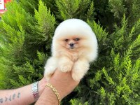 Sıfır burun sıfır kulak orjinal pomeranian isteyenlere