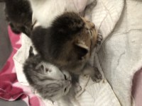 Scottish fold silver tabby