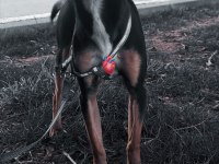 Pinscher 10 aylık köpeğimiz
