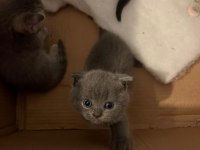 A Kalite Scottish Fold İstanbul