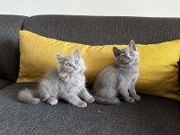 2aylık Gri British Shorthair yavrular
