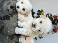 Maltese terriyer köpekler