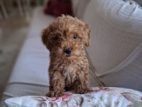 53 gunluk dişi toy poodle red brown