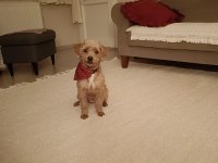 Bedelsiz Sahiplendirme 7 Aylık Dişi Maltipoo