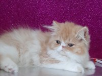 İran Persian Red Bikolor Erkek Yavru