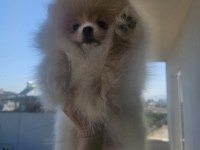 Ayı surat kaliteli pomeranian boo